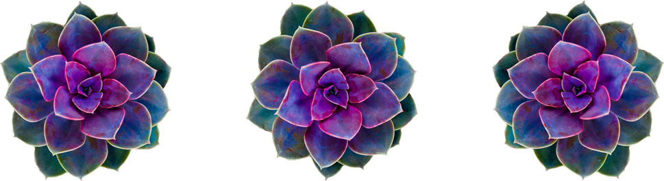 succulent copy